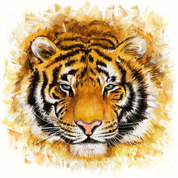 wild tiger