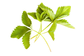 Green leafs of strawberry on a white background