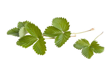 Green leafs of strawberry on a white background