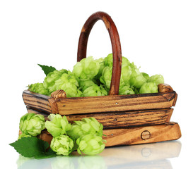 Fresh green hops in wooden basket, isolated on white