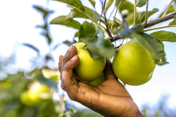 African child picking apple