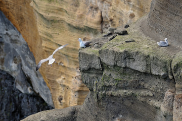 Iceland - seagulls on the cliffs