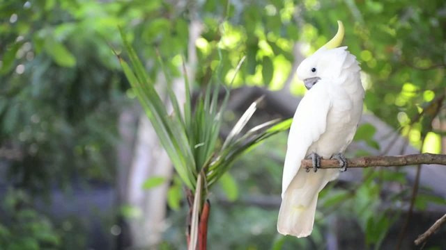 Movement of white parrot