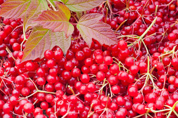 viburnum berries