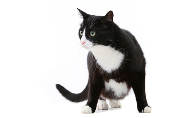 Young black and white cat over white background in studio