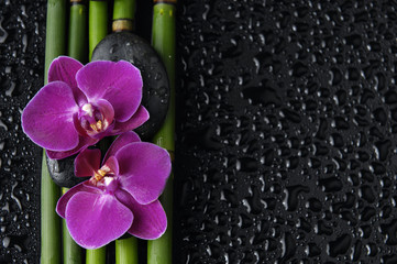 orchid and thin bamboo grove with stone on wet background