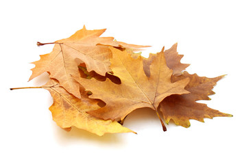 heap of dry maple leaves