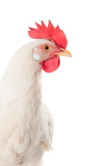 A hen is a laying hen of white color. With a large comb.