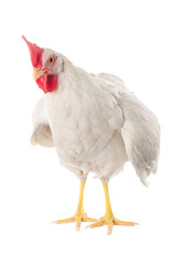 A hen is a laying hen of white color. With a large comb.