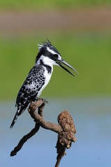 Pied Kingfisher (Ceryle rudis)