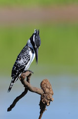 Kingfisher (Ceryle rudis)