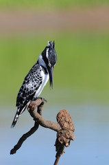 Kingfisher (Ceryle rudis)