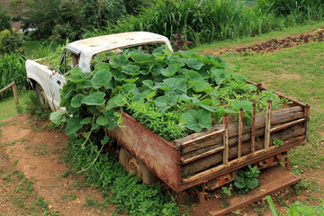 Planting trees in the old car