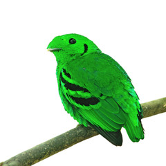 Green Broadbill