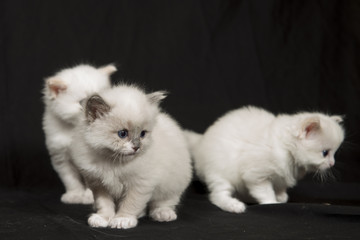 Obraz premium Gato Bebe