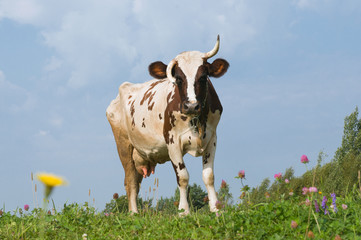 The cow walks on a meadow