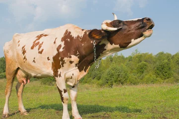 Selbstklebende Fototapete Kuh A cow moos Meadow