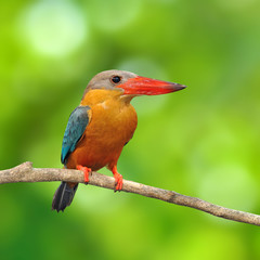 Stork-billed Kingfisher