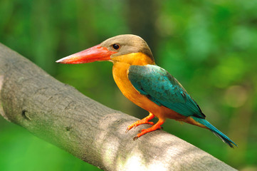 Stork-billed Kingfisher