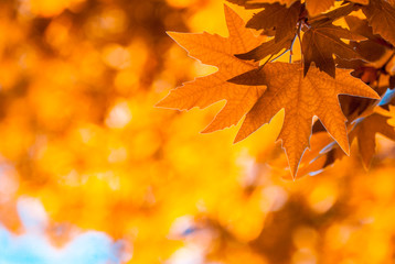 autumn leaves, very shallow focus