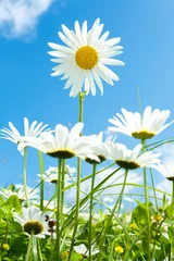 Zelfklevend Fotobehang daisy flower field against blue sky © ArtushFoto