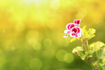 spring flower in garden with shallow focus