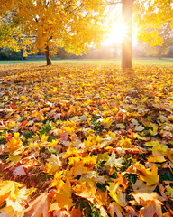 Colorful sunlighted autumn park