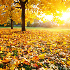 Colorful sunlighted autumn park