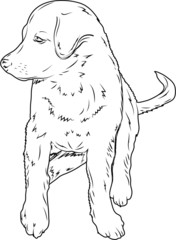 Vector of sitting dog on white background, sketch