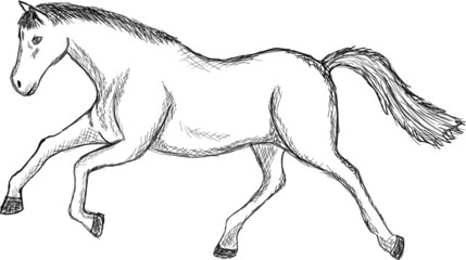 Vector scetch of a horse jump young stallion running