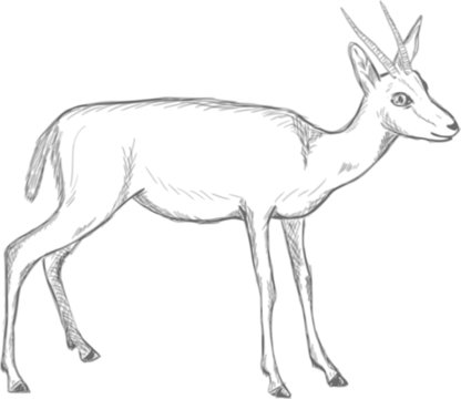 vector silhouette of the sketch of roe deer