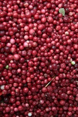 red berries of cowberry