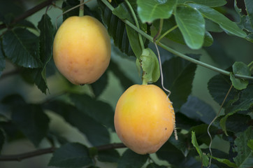 Fruits de la passion