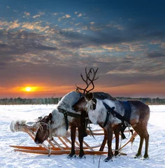 Acrylic prints Arctic Reindeers in harness