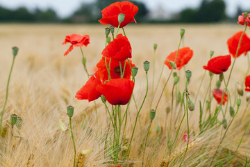 Naklejka premium red poppies on the corn-field
