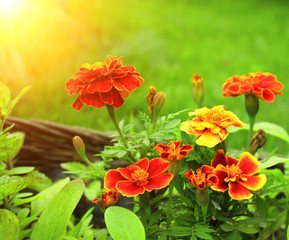 Flowers of Tagetes patula