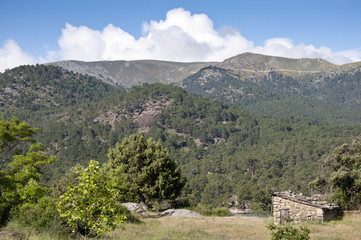 Fototapeta na wymiar Pine forest, Pinus pinaster, in Avila, Spain