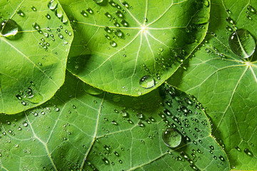 green dewy leaves