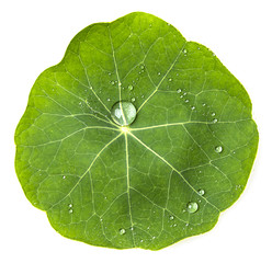 green dewy leaf on a white background