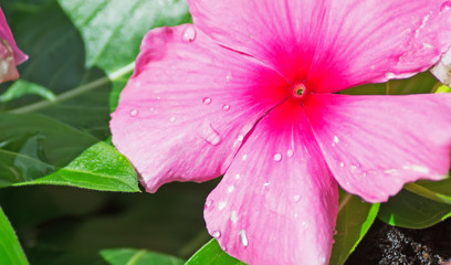 pink flower close up