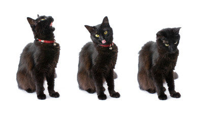Three views of a black cat with long hair isolated on white
