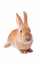 Timid young red rabbit isolated on white background