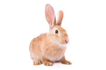 Curious young red rabbit isolated on white background..