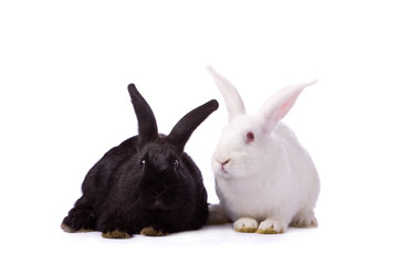 Black rabbit and white rabbit isolated on white background