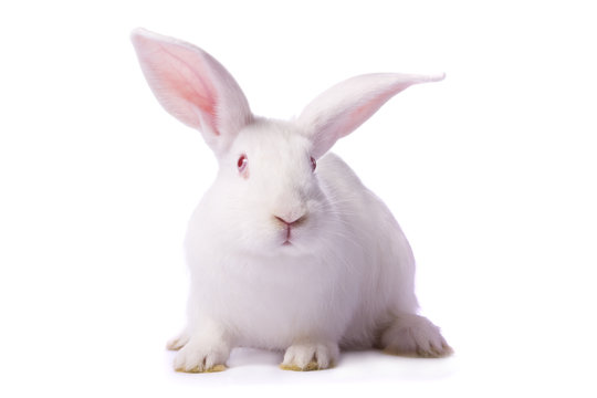 Curious young white rabbit isolated on white background.