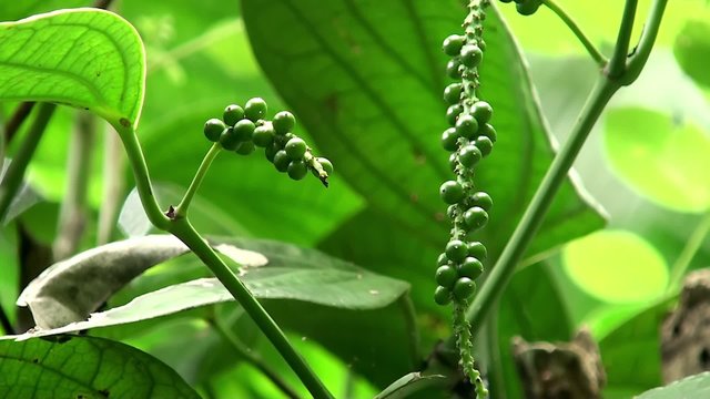 Unripe drupes of Black Pepper (Piper nigrum)