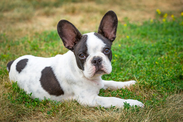 Fototapeta premium French bulldog puppy on the grass
