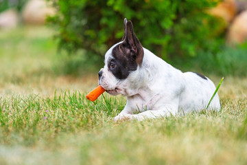 French bulldog puppy eating carrot © Patryk Kosmider