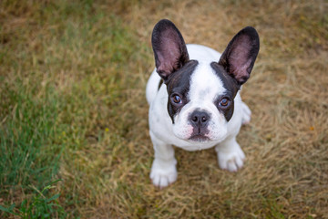 Fototapeta premium French bulldog puppy on the grass
