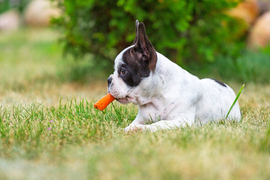 French Bulldog Puppy Eating Carrot